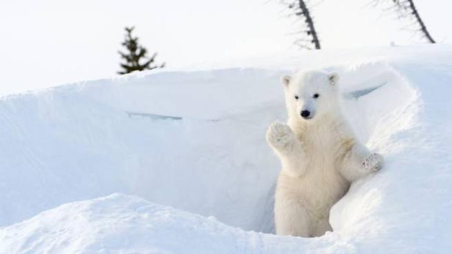 Nato cucciolo di orso polare in Scozia, il primo in 25 anni - Animali -  quotidiano.net