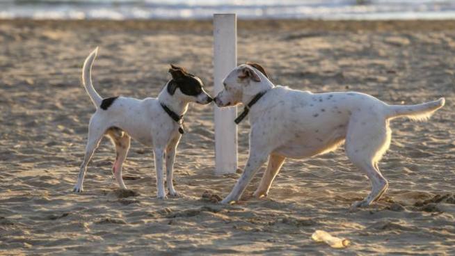 Spiagge Per I Cani Marche Ora Ci Sono Le Regole Cronaca