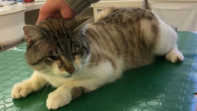 Modena Gatto Cosparso Di Gasolio Volevano Dargli Fuoco Cronaca Ilrestodelcarlino It