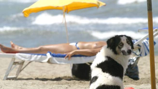 Riccione Cani In Spiaggia Verso Il Sì Alla Mattina E Alla