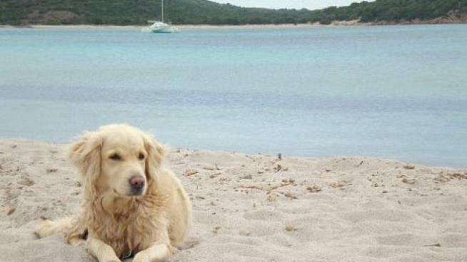 Spiagge Per Cani A Riccione Scopri Con Noi I Bagni