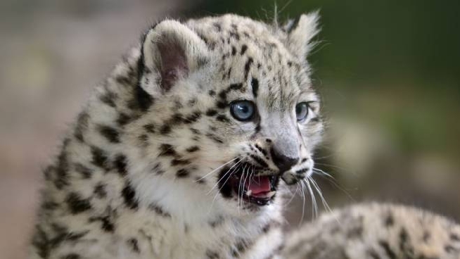 Gli Animali In Via D Estinzione Si Aiutano Anche Con I Liquori Food Quotidiano Net