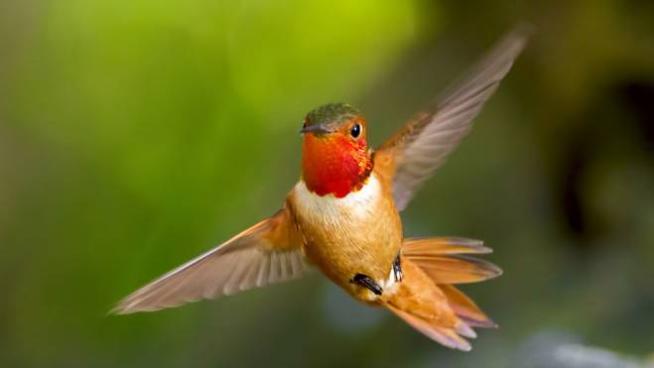 Se Non Ci Muoviamo Presto Molte Specie Di Uccelli Si Estingueranno Animali Quotidiano Net