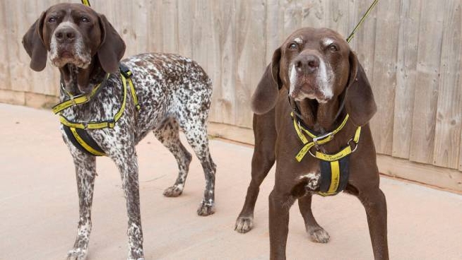 Toscana A Chi Serve Tenere I Cani Da Caccia In Gabbie Minuscole Animali Quotidiano Net