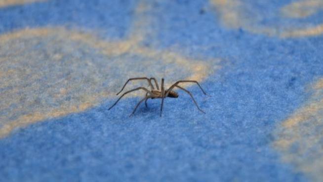 Paura Dei Ragni Tieni Gli Occhi Aperti All Ora Di Cena Animali Quotidiano Net