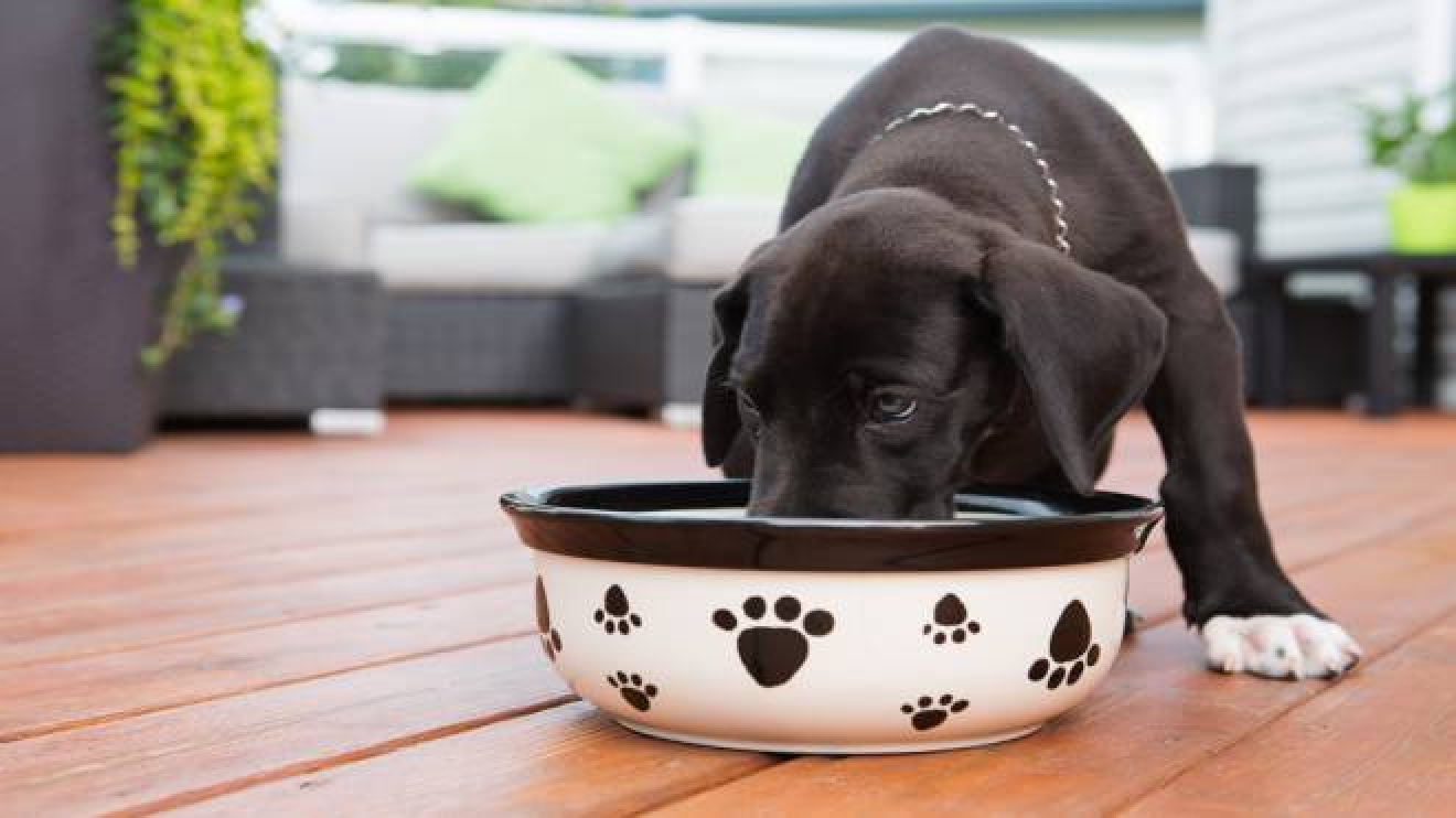 Attenti Al Cane Germi Letali Nella Ciotola Dell Acqua Animali Quotidiano Net
