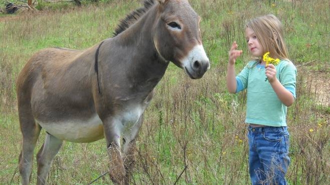 Fattorie Didattiche In Lombardia Le Piu Belle E Particolari Cosa Fare Ilgiorno It