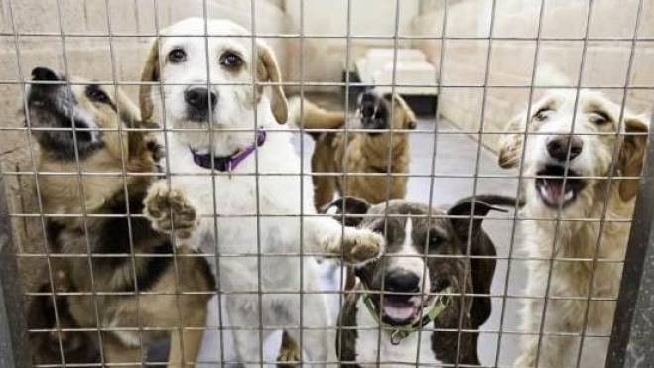 Pandino Lola Finisce Al Canile Colletta Al Via Cronaca Ilgiorno It