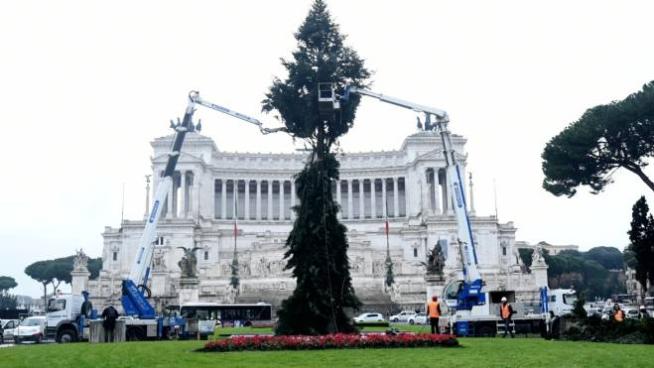 Roma Arriva L Albero Di Natale L Erede Di Spelacchio Diventa Spezzacchio Cronaca