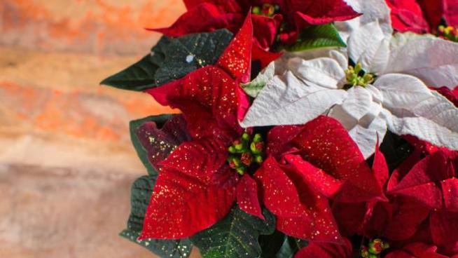 La Stella di Natale, storia e curiosità - Magazine - quotidiano.net