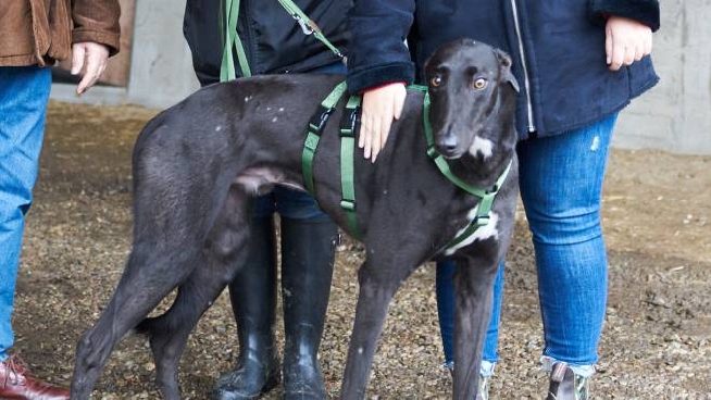 Sfruttati E Maltrattati Per Anni Una Nuova Vita Per I Levrieri Cronaca Lanazione It
