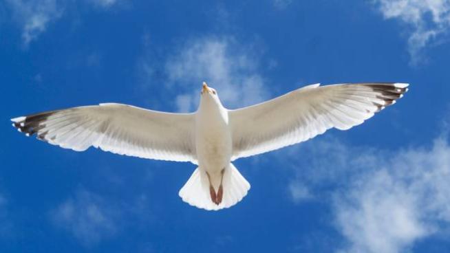 Aerei Piu Sicuri Con Le Ali Ispirate A Quelle Dei Gabbiani Magazine Quotidiano Net