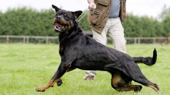 Combattimenti Fra Cani Un Business E Il Fenomeno E In Aumento Cronaca Lanazione It