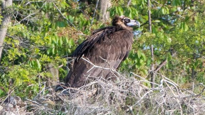 Como Avvoltoio Monaco In Difficolta E In Cura Nel Centro Recupero Animali Selvatici Cronaca