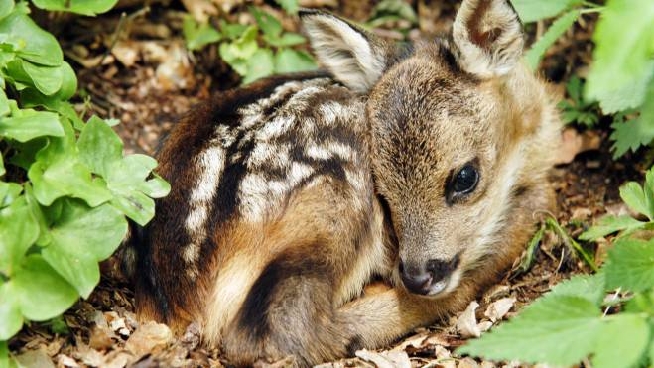Amici Animali Cuccioli Selvatici Feriti Ecco Cosa Fare Se Li Troviamo Cronaca Lanazione It