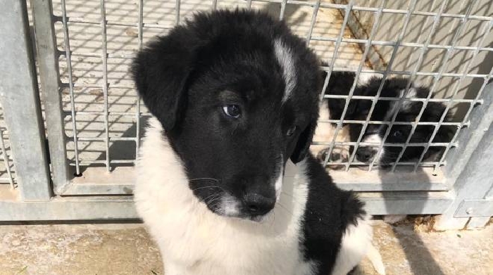 Ladri Di Cuccioli In Azione Raid Al Canile Cronaca Lanazione It