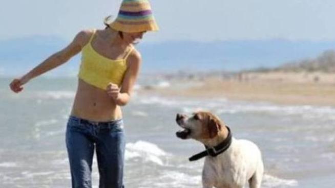 Fermo Le Spiagge Per I Cani Faticano A Decollare Cronaca
