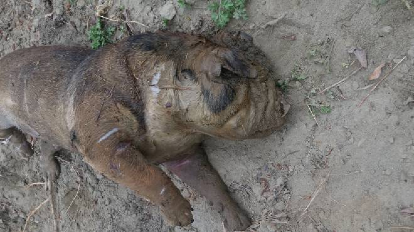 Violenza Sugli Animali Altro Caso Cane Ucciso Col Veleno Per Topi E Buttato Nell Arno Cronaca