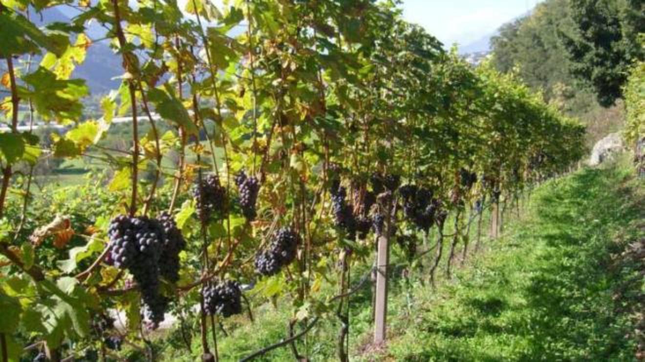 Intesa Stato Regioni Salvi I Vigneti Storici Ed Eroici Economia Quotidiano Net