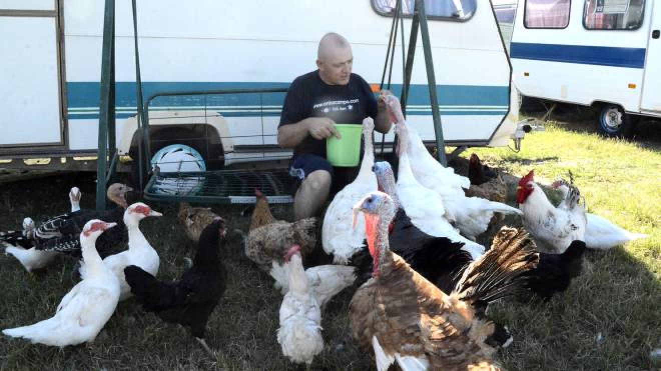 Michele Rossi Alias Ape E Le Sue 11 Galline Il Comune Lo Caccia Di Casa Cronaca