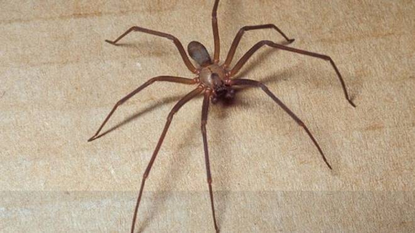 Download Ragno Violino Mamma Punta A Pesaro Terzo Caso In Pochi Giorni E Desktop Wallpaper Free Wallpaper Ragno Violino Mamma Punta A Pesaro Terzo Caso In Pochi Giorni E Free