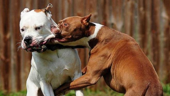 Fermo Combattimenti Clandestini Tra Cani Trovate Due Carcasse Cronaca Ilrestodelcarlino It