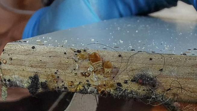 cimici dei letti invadono i rifugi