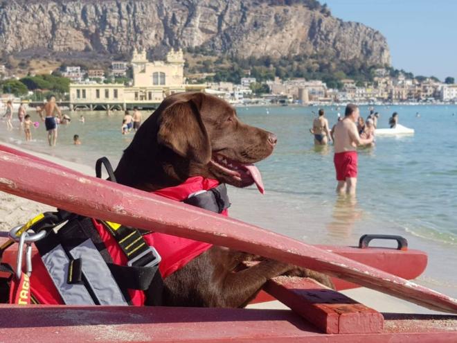 Cani Bagnini Nove Vite Salvate Tra Spiagge E Laghi