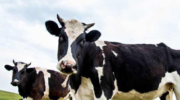 Il Bacon E Carne Bovina Tutte Le Idee Strampalate Degli Inglesi Sul Cibo Magazine