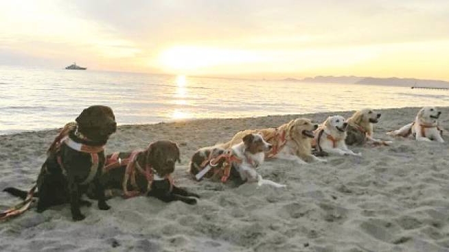 Amici Animali Bagnini A Quattro Zampe Quando Fido Salva Vite Umane Cronaca Lanazione It