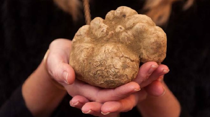 Tartufo Sant Angelo In Vado 2019 Al Via La Mostra Nazionale Del