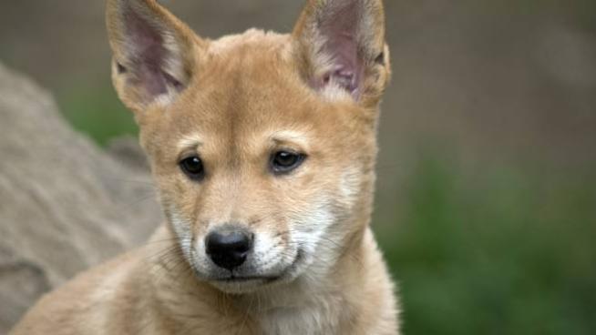 Trovano Un Cucciolo Di Cane In Giardino Ma In Realta E Un Dingo Magazine Quotidiano Net