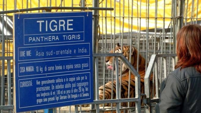 Il pubblico visita la gabbia delle tigri in un circo