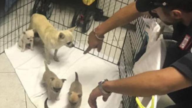 Animali Maltrattati Sigilli Alla Boutique Di Coccaglio Cronaca Ilgiorno It