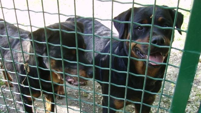 Canile Bologna Boom Di Razze Aggressive Cronaca Ilrestodelcarlino It