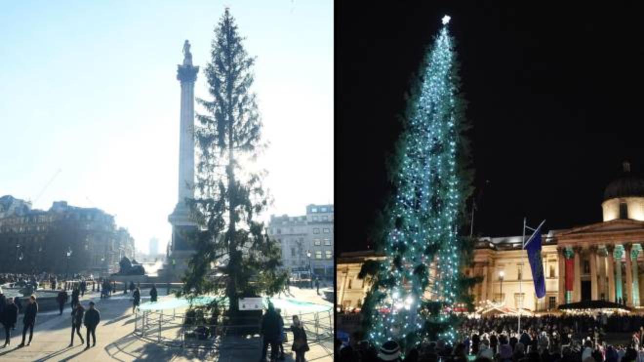 Natale 2019 Anche Londra Ha Il Suo Spelacchio Critiche All Albero In Trafalgar Square Esteri