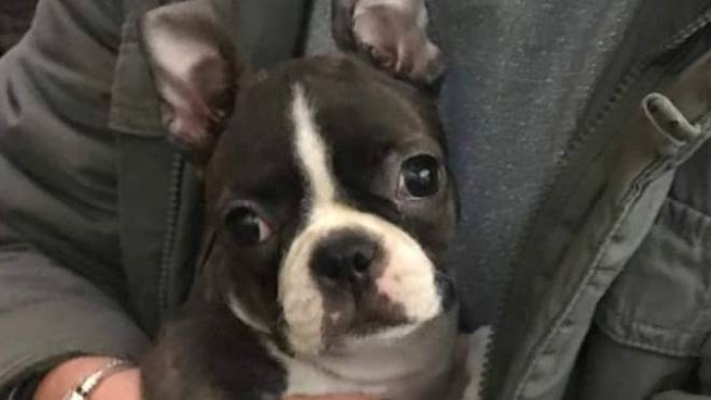 Cuccioli Di Cani Rubati In A1 Trovati E Restituiti Cronaca Ilrestodelcarlino It