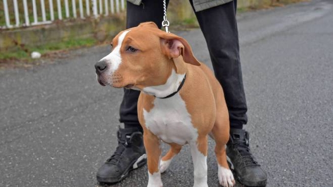 Modena Massacra Il Cane Di Botte Lo Getta Ancora Vivo Nel Cassonetto Preso Cronaca