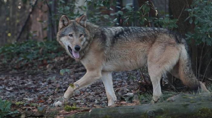 Avvistamenti E Fake News Lupi Lo Zoo Scende In Campo Video Cronaca Lanazione It