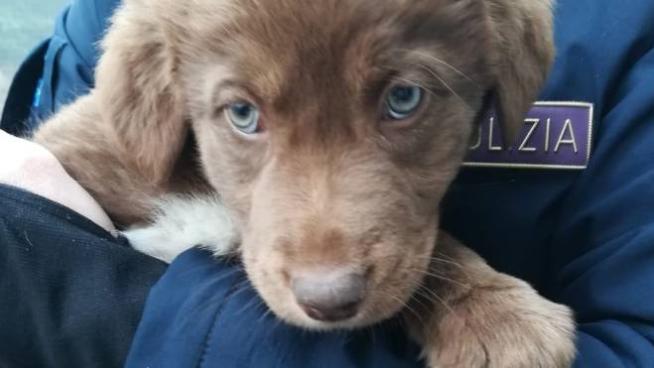 Lodi Poliziotti Salvano Cuccioli E Li Affidano Al Canile Cronaca Ilgiorno It