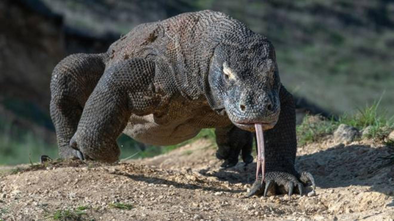 Sorpresa Allo Zoo I Draghi Di Komodo Nati Senza Papa Magazine Quotidiano Net