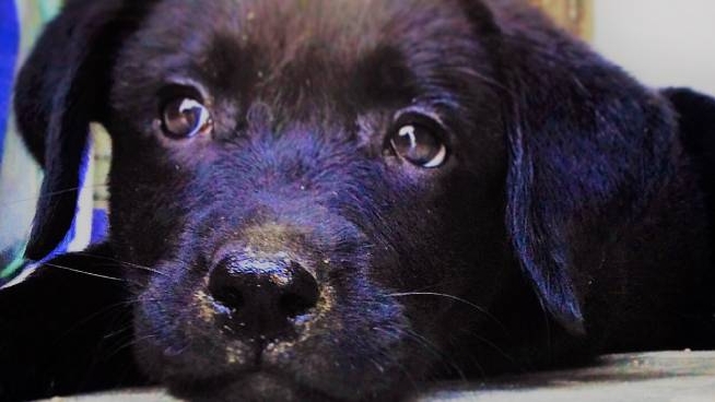 Amici Animali Pet Visiting Ecco Tutti I Vantaggi Cronaca Lanazione It