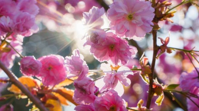 20 marzo 2020: equinozio di primavera