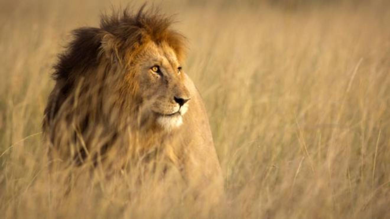 Safari In Diretta Dall Africa Senza Uscire Di Casa Magazine Quotidiano Net