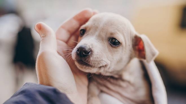 Amici Animali Coronavirus Adozioni Tutto Fermo Cronaca Lanazione It