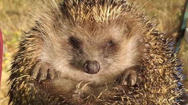 Animali Selvatici Comune E Cetras Insieme Fra Salvataggi E Liberazioni Cronaca Lanazione It