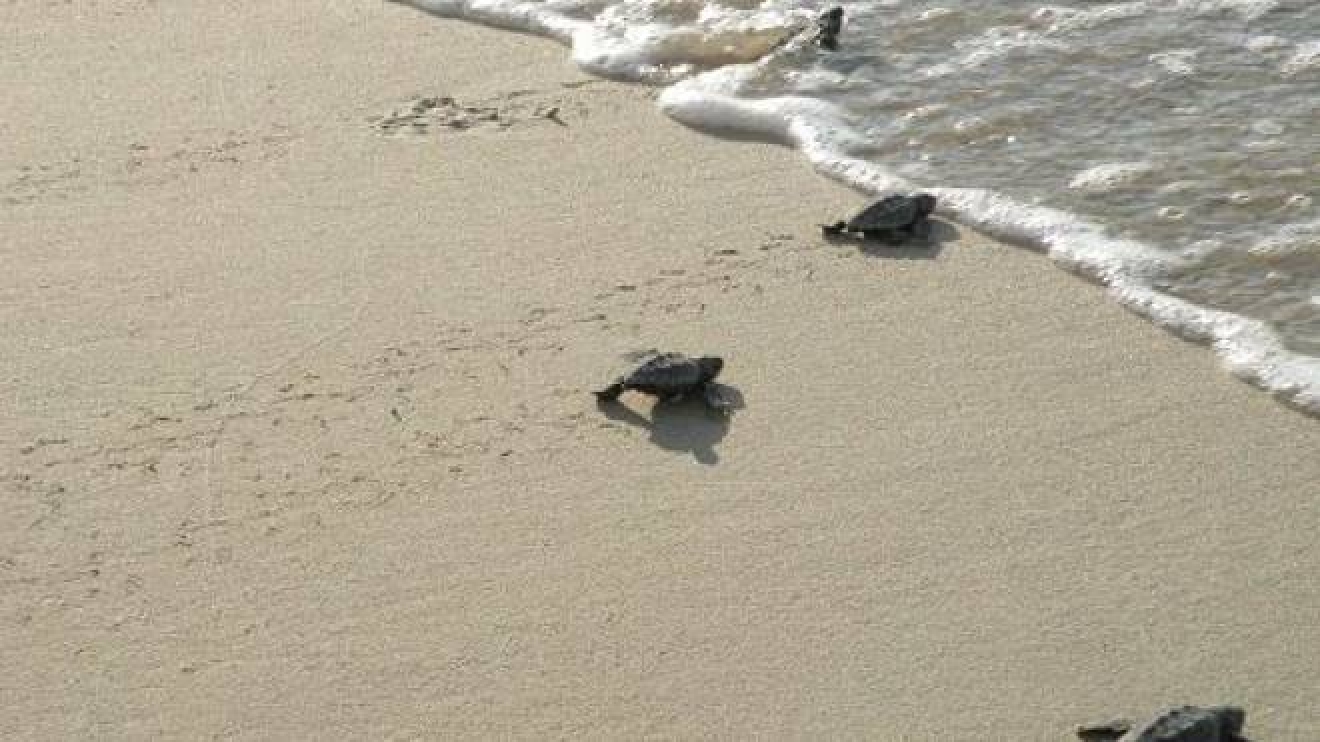 Tartarughe Marine All Elba Iniziata L Attivita Di Monitoraggio Per Proteggere I Nidi Cronaca