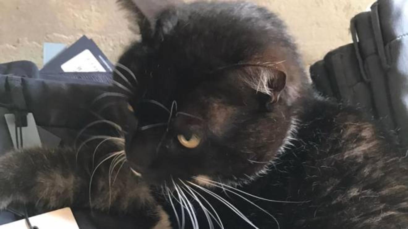 Gattina Mascotte Di Un Negozio Ma I Clienti Non La Vogliono Ora Cerca Famiglia Cronaca