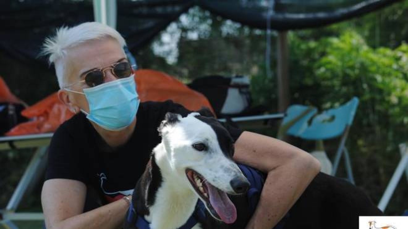 Amici Animali Una Nuova Vita Per I Levrieri Sfruttati Cronaca Lanazione It