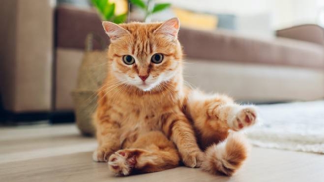 Cinque Accessori Indispensabili Per Chi Ha Un Gatto Magazine Quotidiano Net